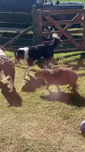 Capybara and three dogs gather peacefully in Dolores, Argentina