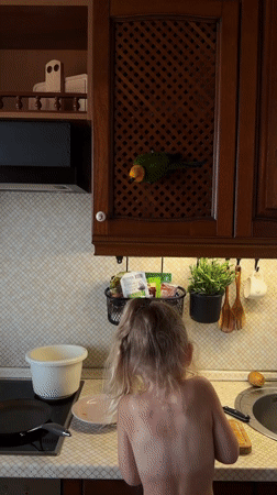 Morning at home in Khimki with a sun conure and breakfast