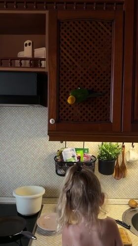 Morning at home in Khimki with a sun conure and breakfast