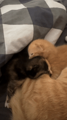 Newborn kittens and their mother at home in Lermontovo