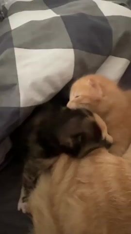 The video shows a close-up view of three kittens cuddling together on a bed under a checkered blanket. One kitten is orange and lies on top of another kitten that is mostly black and brown. A third orange kitten is nestled between the other two. The kittens appear to be sleeping or resting. The blanket is gray and white with dark blue checks.