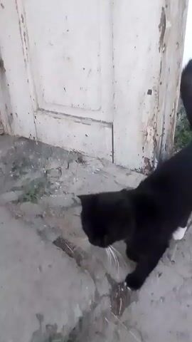A black and white cat is walking on a paved surface near a white wooden door. The cat has white paws and chest. The cat turns its head towards the camera and then walks away.