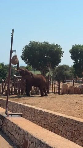 The video shows an elephant in an enclosure, reaching for a ball of hay hanging from a post. The enclosure has a dirt floor and a wooden fence. In the background, there are trees and a blue sky. The video then transitions to show two hippos in a pool of water. The hippos are dark gray and appear to be interacting with each other. The pool is surrounded by a stone wall. In the background, there is a green building.