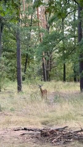 A young deer stands in a grassy clearing in a forest. The deer is facing the camera, looking to its left. The deer is small and brown, with large ears and a slender body. The clearing is surrounded by trees with green leaves. The ground is covered in dry grass and some fallen branches. The light is soft, suggesting it is early morning or late afternoon. The video is shot from a slightly low angle, looking up at the deer and the trees. The deer appears calm and is not showing any signs of distress.