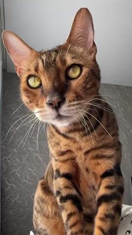 A Bengal cat is shown sitting on a surface, looking around. The cat has a golden brown coat with black spots. The background is blurred, but appears to be an indoor setting with a patterned wallpaper. The lighting is natural, coming from a window to the left of the frame. The cat blinks its eyes and turns its head.