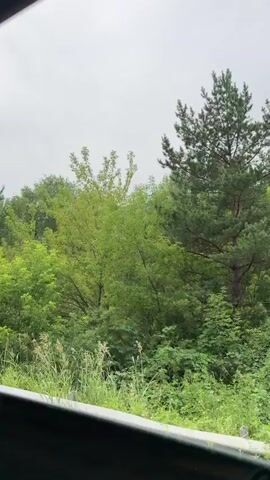 A shot from inside a vehicle captures a view of lush green trees and vegetation passing by. The sky is overcast. Water droplets are visible on the window. The scene appears to be a roadside view of a forest or wooded area, suggesting movement along a road. There are no people or specific interactions visible.