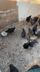 Black chicks feed in dirt enclosure, Asenovo Bulgaria