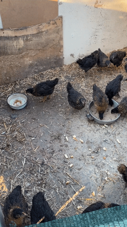 Black chicks feed in dirt enclosure, Asenovo Bulgaria