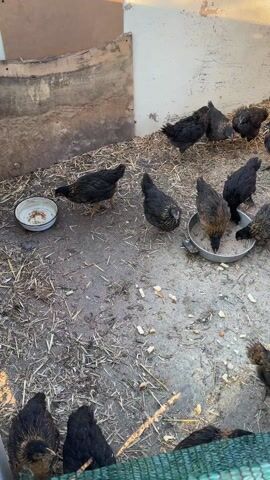 Several chicks in a square dirt enclosure eat from a metal bowl and a smaller plate. Most of the chicks are black. The ground of the enclosure is covered in straw. There is a wooden wall section on one side. The chicks peck at the food and wander around the enclosure. A voice, likely a person speaking off-screen, can be heard in Russian.