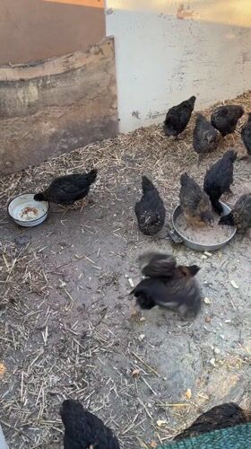 Black chicks feed in dirt enclosure, Asenovo Bulgaria