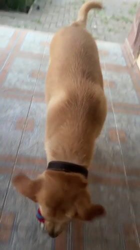 Dog plays with ring toy on a Sochi patio at dusk