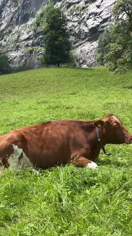 The video shows a brown and white cow lying down in a grassy field. Behind the cow, a steep, rocky cliff face rises up, with a tall waterfall cascading down it. Several green trees are scattered across the grassy slope, and the sky above is partly cloudy. The camera pans upwards, focusing on the waterfall and the imposing rock formation.