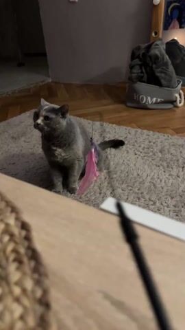A gray cat sits on a gray, plush rug, then jumps up and grabs a pink feather toy. The cat wrestles with the toy on the rug, then stands up and bats at it as the person holding the toy moves it around. The floor under the rug is wood. There is a light wood-colored table in the foreground with a small wicker basket on it. There is a gray basket on the floor behind the cat, and a vanity with a mirror in the background.  Also in the background is a pink, cylindrical object and a painting on the floor.