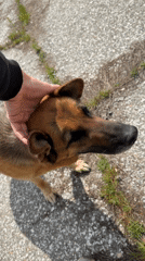 Dog petting, car travel recorded in Chirpan, Bulgaria