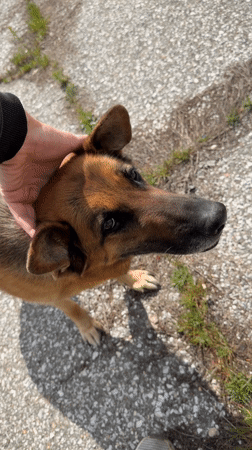 Dog petting, car travel recorded in Chirpan, Bulgaria