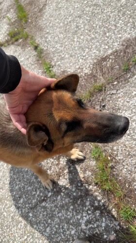 Dog petting, car travel recorded in Chirpan, Bulgaria