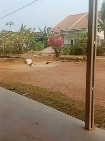 The video captures an outdoor scene with several houses in the background. The ground is predominantly dirt and grass. There are several Indonesian flags displayed on poles, fluttering in the breeze. In the foreground, there is a wooden bench. Two chickens are visible in the dirt area, one appears to be pecking at something on the ground and the other is walking. A white sack is also present in the dirt area. The lighting suggests it is daytime, possibly morning or late afternoon given the soft light.