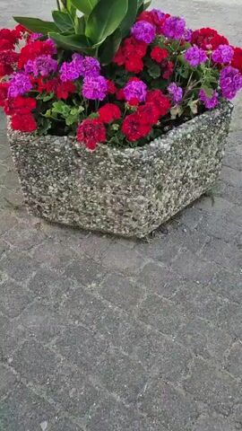 A close-up shot focuses on a large, polygonal planter box made of coarse, speckled concrete. The planter is filled with a vibrant arrangement of flowers and foliage. Bright red and fuchsia-colored geraniums are densely packed, their ruffled petals catching the light. Interspersed among them are large, lush green leaves, likely from a Canna Lily plant. The planter sits on a gray brick pathway, the individual bricks forming a geometric pattern. The camera is angled slightly downward, offering a clear view of the flowers and the textured surface of the planter. The overall impression is one of a well-maintained, colorful display.