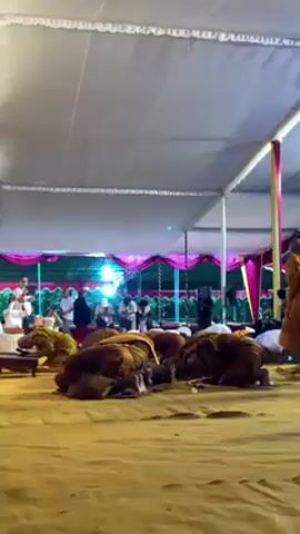 Here is a description of the video:

The video shows a group of Buddhist monks kneeling and bowing in a large tent. The monks are wearing traditional orange robes. They are all facing in the same direction. A man in a black vest and white shirt walks in front of the monks, clapping his hands. Other people are standing behind a pink and green backdrop taking pictures. The tent has a white ceiling and yellow floor.  The scene suggests a religious ceremony or gathering.