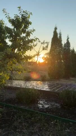The video captures a serene outdoor scene at sunset in Protopopivka, Ukraine. The sun, positioned low in the sky, casts a warm, golden glow, creating a lens flare effect in the center of the frame. The sky is a clear, pale blue, transitioning to a soft orange hue near the horizon.

In the foreground, lush green foliage from a tree overhangs the scene from the left, with some leaves catching the sunlight. Below the tree, a sprinkler system is actively watering a rectangular patch of ground covered in interlocking paving stones. Water droplets are visible in the air, glinting in the sunset light. Small, purple flowering plants, likely lavender, are planted in neat rows along the edge of the paved area.

Further back, a row of tall, conical evergreen trees forms a natural backdrop. The ground in front of these trees appears damp from the irrigation. A green garden hose is partially visible in the lower-left corner of the frame, suggesting ongoing gardening activity.

The overall mood is peaceful and idyllic, evoking a sense of calm and natural beauty. The time of day is clearly sunset, and the weather appears to be clear and warm. There is no visible text in the media file. The activity taking place is the automated watering of a garden area during the golden hour.
