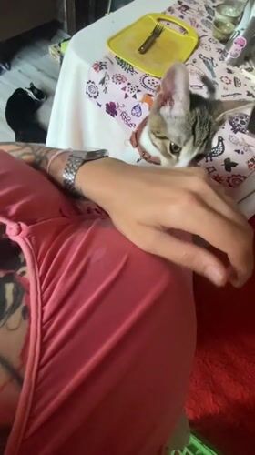 Tabby kitten in a Tbilisi apartment, very chill