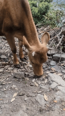 Brown cow grazes mountainous terrain near Bhagsu, India
