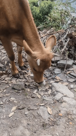Brown cow grazes mountainous terrain near Bhagsu, India