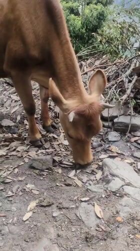 Brown cow grazes mountainous terrain near Bhagsu, India