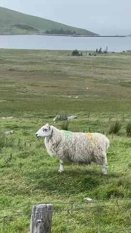 This media file depicts a sheep in a grassy field. The sheep is a light-colored woolly breed, with markings of green and yellow dye on its fleece. It is standing in profile, facing left, and appears to be grazing or resting. The background of the image shows a vast, open landscape. In the mid-ground, there is more green, undulating terrain with scattered rocks and tufts of darker vegetation. Further in the distance, a large body of water, likely a lake or reservoir, stretches across the frame, with a dam or embankment visible on its far side. Beyond the water, rolling hills rise, fading into a hazy sky. The overall atmosphere is serene and pastoral. The time of day appears to be daytime, likely overcast given the diffused light. The weather seems to be mild, with no strong sunlight or obvious precipitation. The location context suggests Newry, United Kingdom, which aligns with the typical landscape of rolling hills, fields, and water bodies found in the region. There is no visible text in the media file.