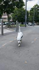 Spotted dog runs then rests on Milan street