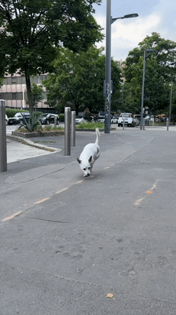 Spotted dog runs then rests on Milan street