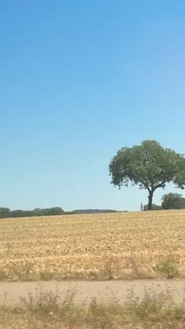 The video shows a vast, golden field under a clear blue sky. The field appears to be recently harvested, with stubble and dry grass covering the ground. In the distance, a line of green trees marks the horizon, and a lone, leafy tree stands prominently in the middle right of the frame. The foreground shows a rough, unpaved surface, possibly a road or path, with some green weeds and dry grass growing along its edge. The camera is moving, suggesting the video was filmed from a moving vehicle. There are no people visible in the video. The lighting indicates it is daytime, likely a sunny day due to the bright sky and clear visibility.