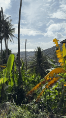 Morning life documented across Karon, Thailand resort town