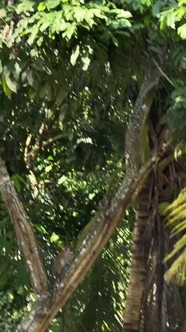 A monkey is perched on a tree branch, its gaze directed away from the camera. The monkey appears to be light brown and white, with its arms wrapped around the branch. The setting is a lush, green forest, with sunlight dappling through the dense canopy of leaves. The trees are tall and covered in moss, with a few coconuts visible on a palm tree to the right. The scene evokes a sense of tranquility and natural beauty. The time of day appears to be daytime, with bright sunlight illuminating the foliage. The location is Arachikanda, Sri Lanka, which is known for its rich biodiversity and tropical climate. There are no people or objects visible in the frame, apart from the monkey and the natural elements of the forest. There is no visible text in the media file.