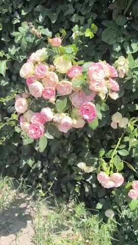 This media file displays a cluster of pink and cream roses blooming against a backdrop of dark green foliage. The roses are the central subject, with many individual blooms in various stages of opening, some fully bloomed and others still in bud. The scene is outdoors, suggesting a garden or natural setting. Sunlight appears to be present, casting some shadows and highlighting the petals. The overall impression is one of natural beauty and a peaceful, perhaps sunny day. The footage pans slightly, offering a close-up view of the flowers, with some lighter-colored blooms also visible on the right side of the frame, and a trailing branch of pink roses at the bottom right. There is no visible text in the media file.