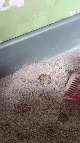 A pink cat litter scoop is being used to sift through cat litter in a litter box. The litter is primarily composed of small, light-colored pellets, with some larger clumps of soiled litter visible. The scoop is picking up and sifting a particularly large clump of wet, clumped litter, revealing smaller clumps underneath. The background shows a green wall with peeling paint and a gray rim of the litter box.