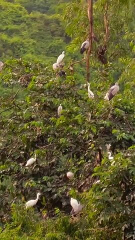 The video shows a large tree filled with many birds. The birds are of various sizes and colors, mostly white and grey. They are perched on branches and appear to be nesting or resting. The tree is surrounded by lush green foliage, suggesting a natural, possibly wild, environment. The lighting is soft, indicating it might be early morning or late afternoon. The camera is focused on the tree and the birds, with a blurred background of more greenery.