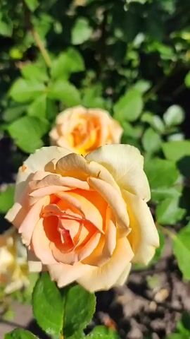 The video is a close-up shot of several peach-colored roses in bloom, with green leaves and stems visible. The lighting suggests it is daytime and outdoors. The camera pans slowly, focusing on different parts of the rose bushes, including buds and fully opened flowers. There is no audio.