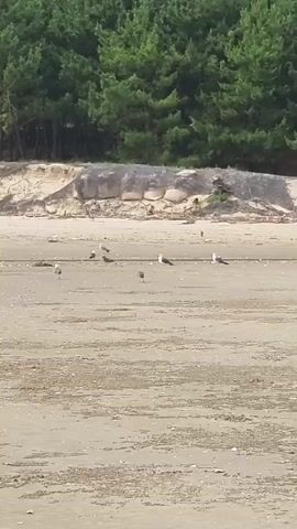 The video shows a sandy beach with several seagulls scattered across it. In the background, there is a sandy embankment with some vegetation and a line of trees. The lighting suggests it is daytime. The camera is relatively still.