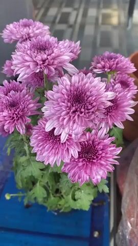 The video shows a close-up view of a potted plant with several purple chrysanthemums in bloom. The flowers are clustered together on green stems and leaves. The background is blurred, but hints of a tiled floor and two people are visible. The lighting is natural, suggesting the scene is outdoors or near a window. The camera is focused on the flowers, highlighting their intricate petal structure and vibrant color.