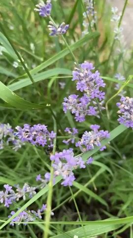 A close-up, low-angle shot showcases a bumblebee actively foraging among blooming lavender flowers. The vibrant purple florets of the lavender are in sharp focus in the foreground and midground, interspersed with the soft green blades of grass that form the backdrop. The bumblebee, with its distinct yellow and black markings, is prominently positioned in the center of the frame, its body partially obscured by the delicate lavender blossoms as it collects nectar. The shallow depth of field blurs the background, drawing attention to the bee and the flowers. The lighting suggests it is daytime, possibly late morning or early afternoon, with diffused light filtering through the foliage. The overall impression is one of nature's intricate beauty and the quiet industry of pollinators in a garden setting. No visible text is present in the media. The location is identified as Chyshky, Ukraine.