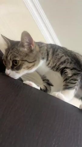 A tabby and white cat is perched on a dark wooden surface, possibly a cabinet. The cat is positioned with its head down, sniffing or looking over the edge. Its body is mostly visible, showing its striped back and white chest and paws. The background is a light-colored wall with white trim. The camera angle is low, looking up at the cat.