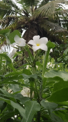Morning garden observations and pool maintenance in Kabalana, Sri Lanka