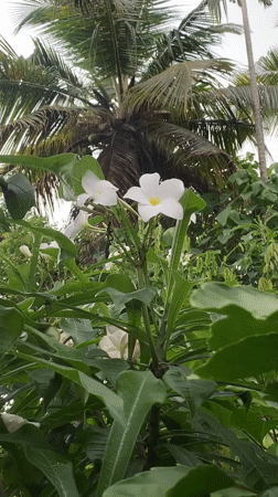 Morning garden observations and pool maintenance in Kabalana, Sri Lanka