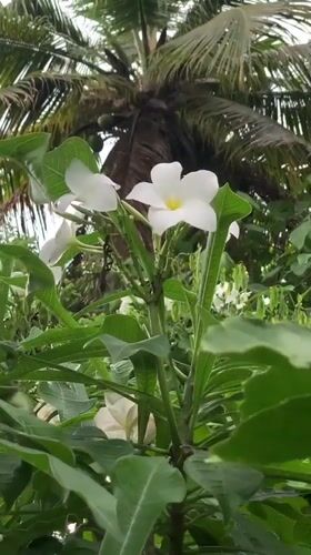 Morning garden observations and pool maintenance in Kabalana, Sri Lanka