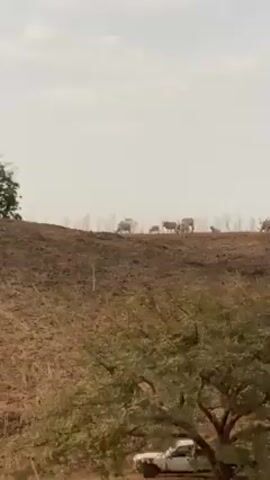 The video shows a herd of cattle standing on a distant brown hill. The cattle are mostly light-colored, with a few darker ones interspersed. The hill is sparsely vegetated, with some burnt patches. In the foreground, there is a tree with green foliage. The sky is overcast.