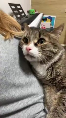 A woman wearing a gray shirt is holding a tabby cat. The cat has white markings on its face and paws, and a pink nose. The woman is petting the cat. In the background, there is a keyboard, a toy, and a picture.