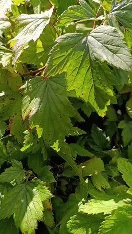 A person's hand reaches into a bush with large green leaves and small dark berries. The camera then pans up to reveal the bush is laden with ripe, dark berries hanging from branches. The sunlight filters through the leaves, highlighting the berries and creating a dappled effect.