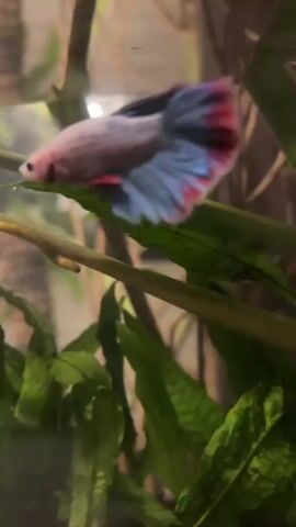 The video shows a close-up of a betta fish swimming in an aquarium. The fish is predominantly pinkish-white with a blue tail that has red edges. It is swimming amongst green aquarium plants and thin, brown branches. The lighting is dim, with some bright spots visible in the background, possibly from artificial lights. There appears to be another betta fish in the background, partially obscured by the plants, also with red and white markings. The camera is shaky, suggesting it might be handheld.