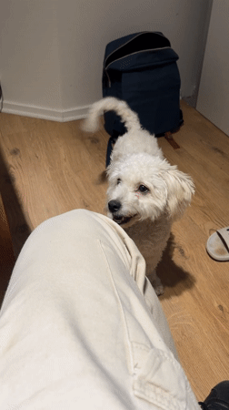 Small white dog plays happily with owner in Córdoba